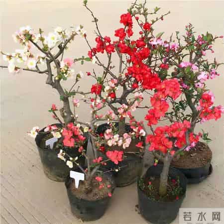 6种长寿花，建议养一盆，养成老桩价值高，开花更有“好兆头”
