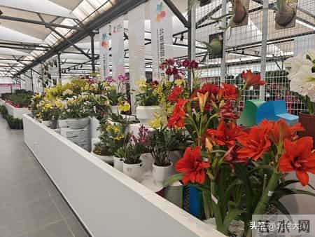 大兴年味拉满！这场年宵花展惊艳启幕，花海迎春超治愈