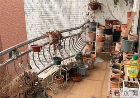 女子晒老公养的花“全军覆没”,没活过2个月,网友:养花的尽头是“收空盆”~