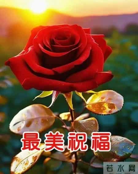 31张每天不重样的早安祝福唯美图片，早上好暖心祝福语精选大全