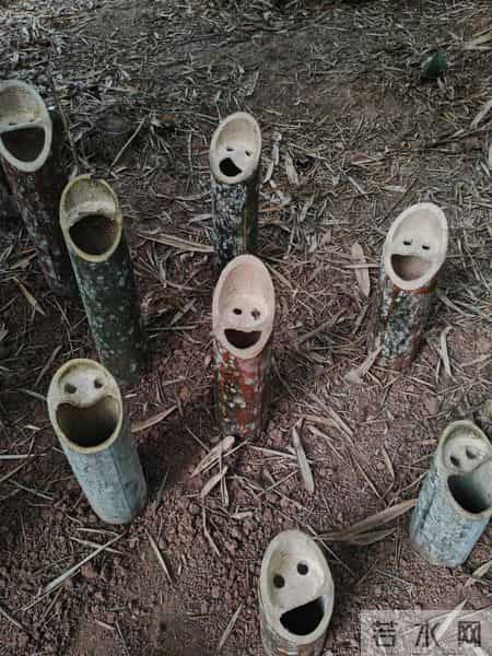 男子偶遇“一片被砍的竹子”，感觉被冒犯了，网友：谁的馊主意~