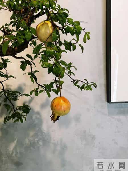 福建一男子养的“石榴小桩景”,22万都不肯出手:他说这才是未来