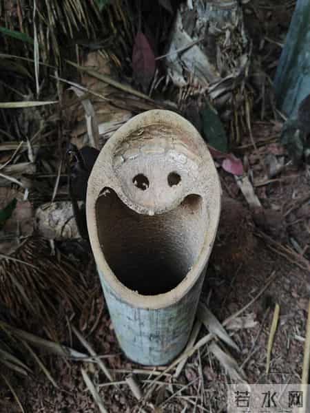 男子偶遇“一片被砍的竹子”，感觉被冒犯了，网友：谁的馊主意~