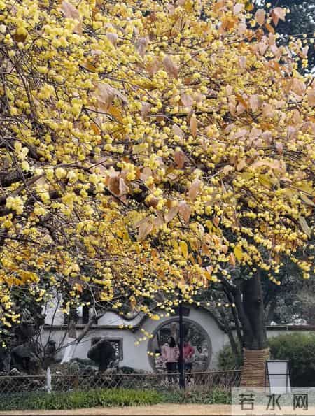杭州一棵腊梅因“开花太多”走红，网友：第一次见开花这么肥的