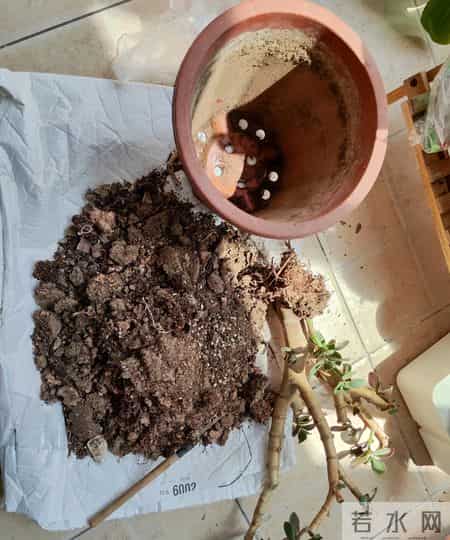 四川一女子晒妈妈“养33年玉树王”：阳台快被压塌了，快搬走！