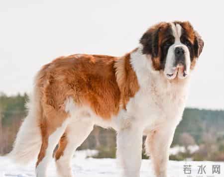 我，中国小伙，娶了欧洲姑娘才知道，中国人在老外眼里的刻板印象