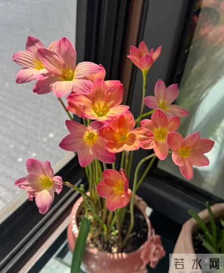 这6种花千万别乱换盆！一换就烂根死苗，养花人血的教训