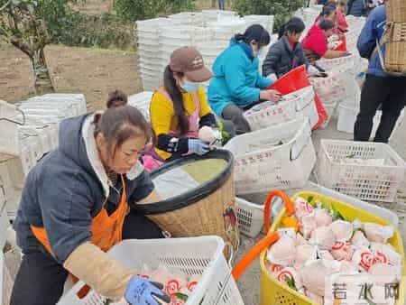 遭起！10起假冒伪劣“蒲江耙耙柑”违法案件被查处