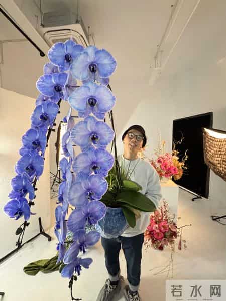 男子晒“公司乔迁的蝴蝶兰”，网友：想哭，上班如上坟具象化了~