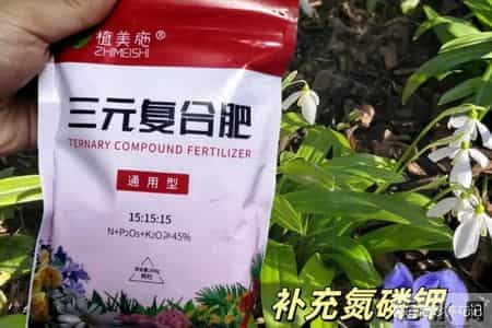 这3种花，打死都不能施肥，一喂就完蛋，根本救不回来