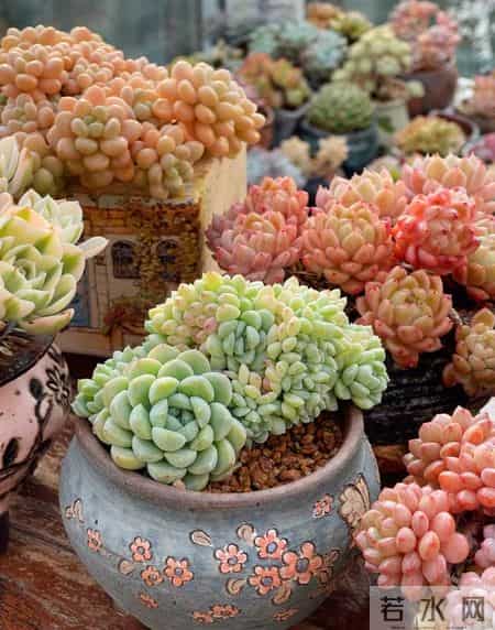 湖南一太太，因“多肉流下阳台”走红，网友：一泻千里真壮观！