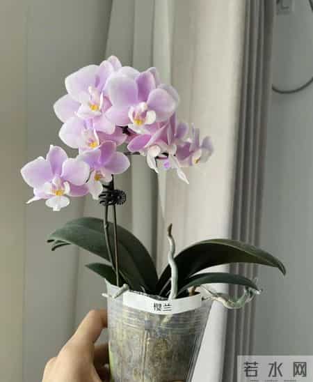 北京女子把蝴蝶兰养成“大花树”！19片叶12根花梗，好夸张！