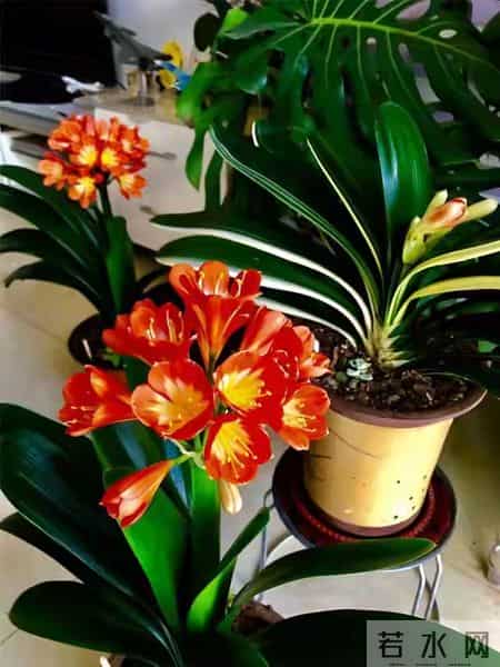 6种长寿花，建议养一盆，养成老桩价值高，开花更有“好兆头”