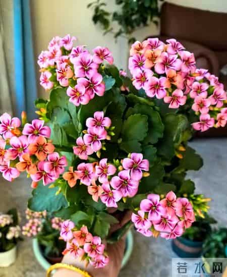 32个长寿花品种,全是当下流行的,品种控们的最爱