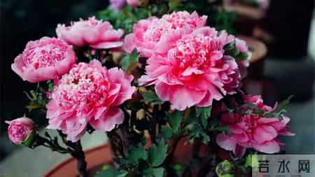 6种长寿花，建议养一盆，养成老桩价值高，开花更有“好兆头”