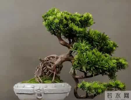 养罗汉松，避开3大误区！四季常绿不黄叶，株型越养越雅致！