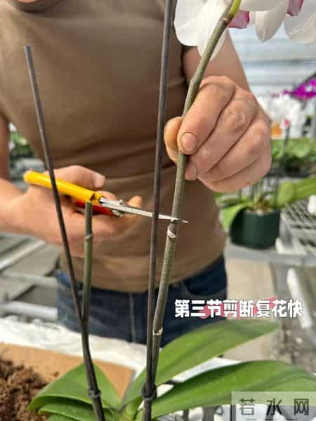 女子养6年的蝴蝶兰，爆花成树兰，网友：牛人养牛花，又被种草了
