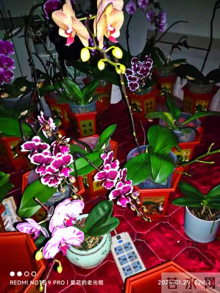 蝴蝶兰永不烂根的惊天妙法终于被一位疯狂喜欢蝴蝶兰男子发现了