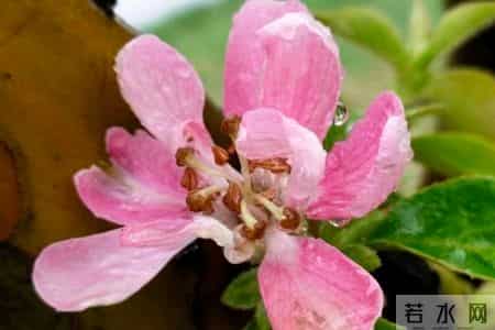 我想让离婚的女儿来家里过年,儿媳生气回娘家才三天就自己回来了