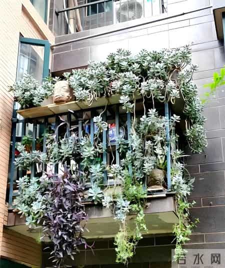 湖南一太太，因“多肉流下阳台”走红，网友：一泻千里真壮观！