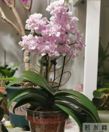 北京女子把蝴蝶兰养成“大花树”！19片叶12根花梗，好夸张！