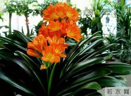 6种长寿花，建议养一盆，养成老桩价值高，开花更有“好兆头”