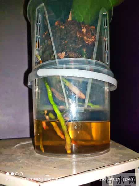 蝴蝶兰永不烂根的惊天妙法终于被一位疯狂喜欢蝴蝶兰男子发现了