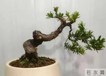 养罗汉松，避开3大误区！四季常绿不黄叶，株型越养越雅致！