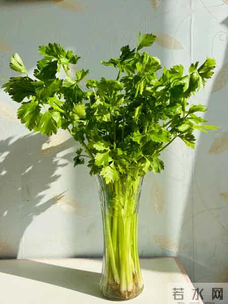 男子吐槽老婆“正经花养不活,拿芹菜当花”,网友:性价比太高了