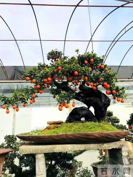 6种长寿花，建议养一盆，养成老桩价值高，开花更有“好兆头”