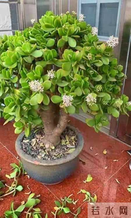 6种长寿花，建议养一盆，养成老桩价值高，开花更有“好兆头”