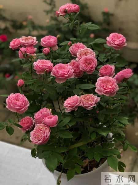 男子吐槽“老婆养花”愁坏了，家里搞的像灵堂，网友：病态，没治