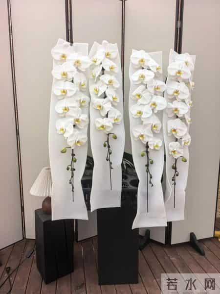 男子晒“公司乔迁的蝴蝶兰”，网友：想哭，上班如上坟具象化了~