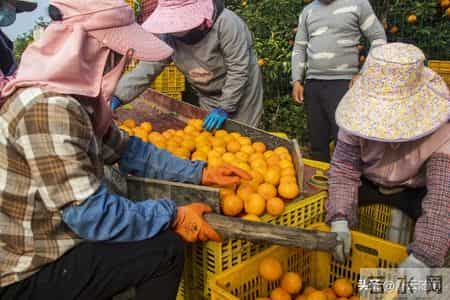 弟媳海外定居，婆婆住我家12年，寿宴上弟弟一句话让我红了眼