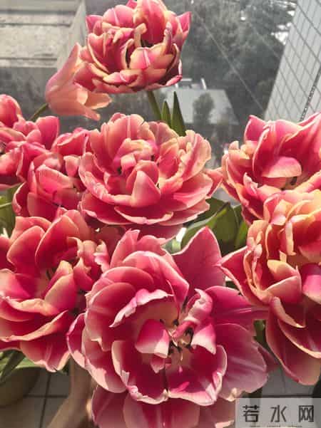 这就是大名鼎鼎的“世界花后”，六个国家尊它为国花，开花是真美