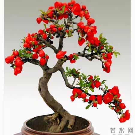 6种长寿花，建议养一盆，养成老桩价值高，开花更有“好兆头”