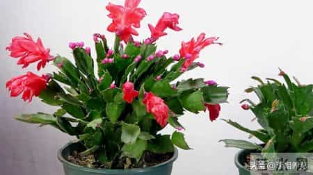 蟹爪兰冒花苞后，4件事别碰！碰一个掉一茬，牢记才能花满枝！