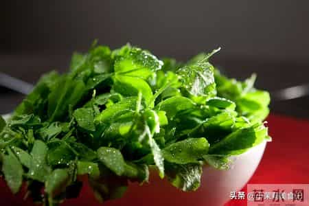 立春后使劲吃,一养肝,二排毒,三抗菌,四增免疫,鲜美正当季