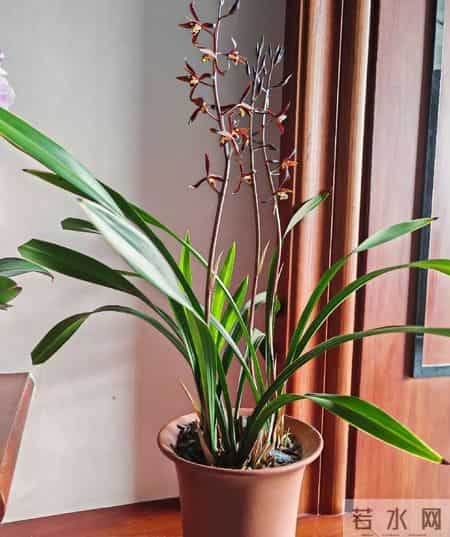 广西一阿姨，因养7年的“墨兰爆梗爆花”走红，网友：成花精了！