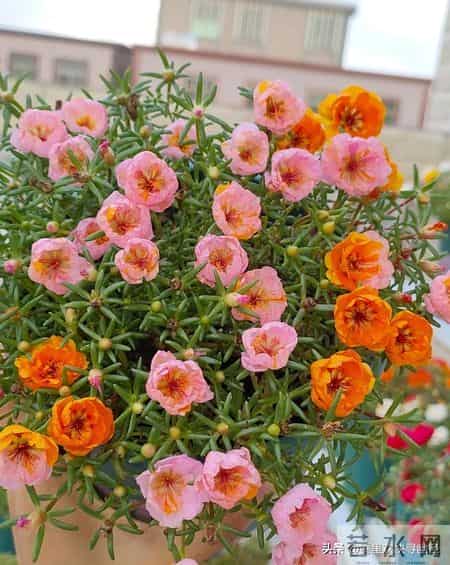 5种漂亮花，现在扦插“正当时”，插一根活一根，简单又省心