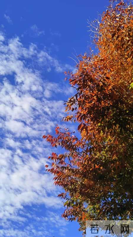 有一种幸福叫家人相聚。但儿子特意从澳洲回来陪过年，我有点后悔