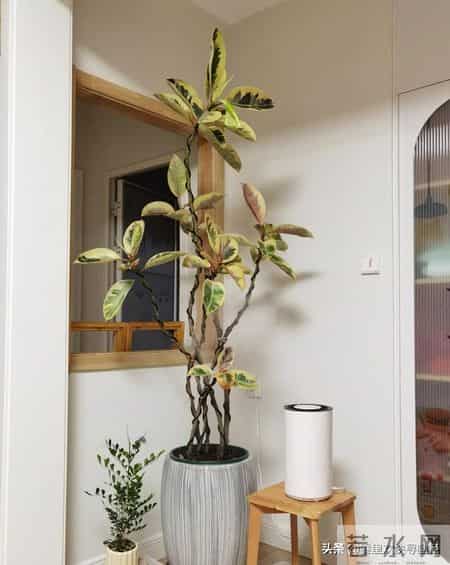 5种漂亮花，现在扦插“正当时”，插一根活一根，简单又省心