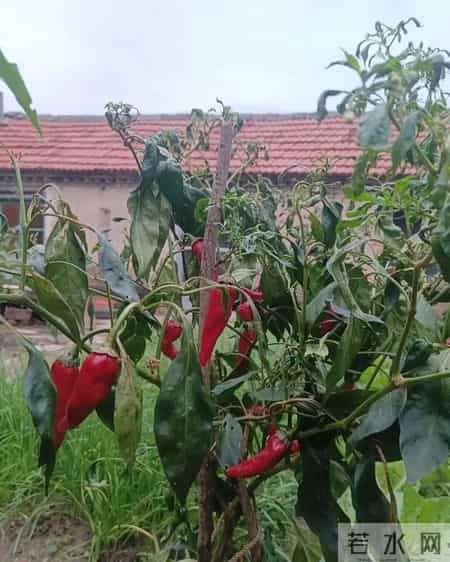 我的故乡,山东高密西南乡的一个小村庄