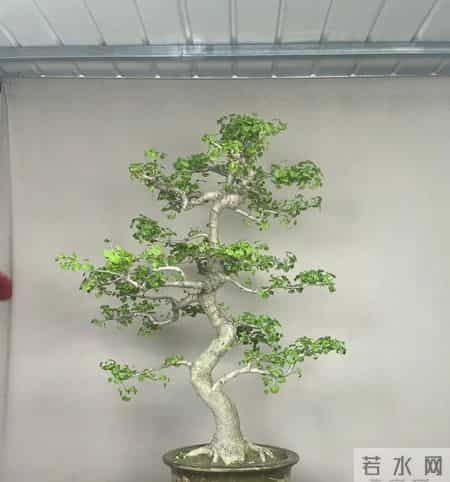 这些花“害人不浅”，奉劝大家再有钱也别买，过来人的忠告！