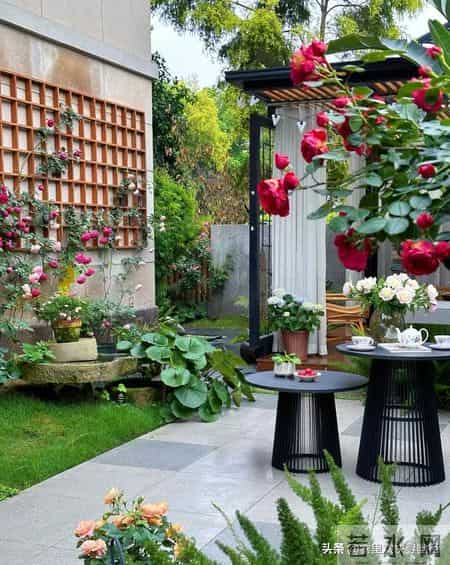 5种漂亮花，现在扦插“正当时”，插一根活一根，简单又省心