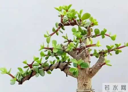 养金枝玉叶学会4招，3-6个月养出高级老桩，茎干红褐超带感！