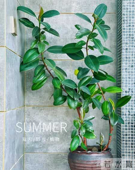 5种漂亮花，现在扦插“正当时”，插一根活一根，简单又省心