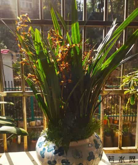 广西一阿姨，因养7年的“墨兰爆梗爆花”走红，网友：成花精了！