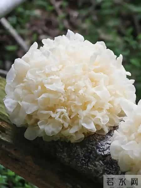 老得慢的女人，都爱吃这三种食物，皮肤白嫩似桃花，60岁也不显老