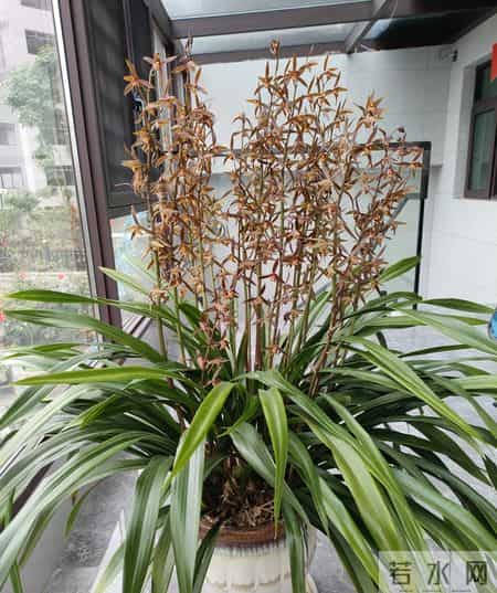 广西一阿姨，因养7年的“墨兰爆梗爆花”走红，网友：成花精了！